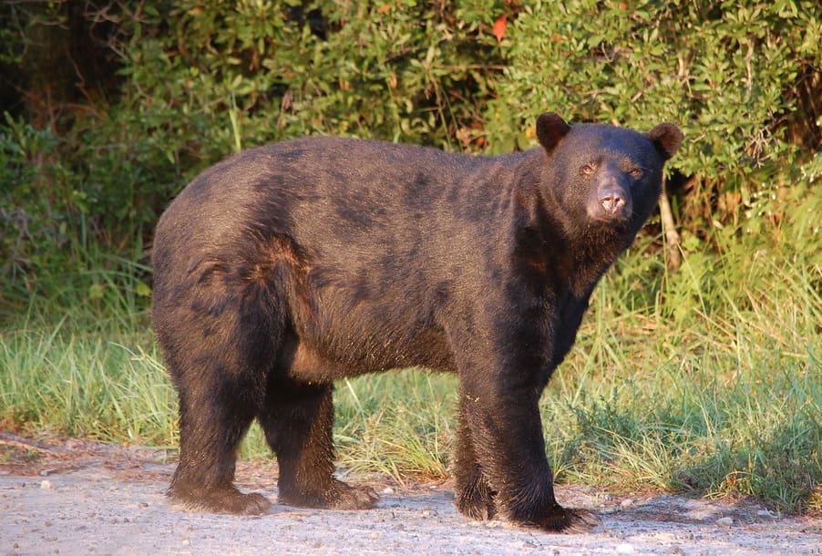 bear
